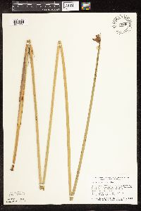 Schoenoplectus tabernaemontani image