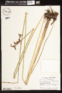 Schoenoplectus tabernaemontani image