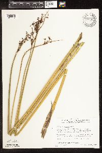 Schoenoplectus tabernaemontani image