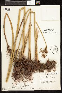Schoenoplectus tabernaemontani image