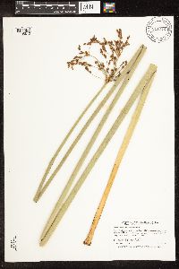 Schoenoplectus tabernaemontani image