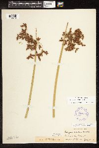 Schoenoplectus tabernaemontani image