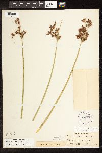 Schoenoplectus tabernaemontani image