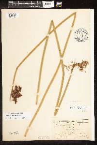 Schoenoplectus tabernaemontani image
