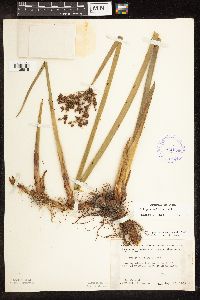 Schoenoplectus tabernaemontani image