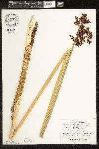Schoenoplectus tabernaemontani image