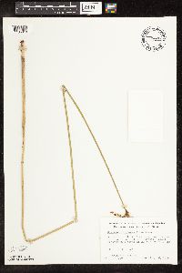 Schoenoplectus tabernaemontani image
