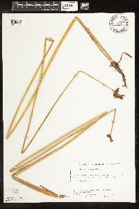 Schoenoplectus tabernaemontani image