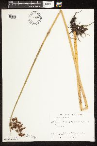 Schoenoplectus tabernaemontani image
