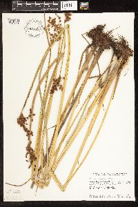 Schoenoplectus tabernaemontani image