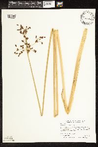 Schoenoplectus tabernaemontani image