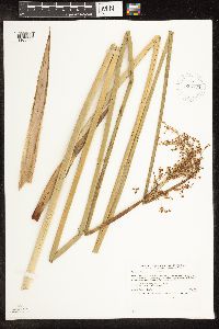Schoenoplectus tabernaemontani image