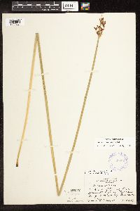 Schoenoplectus tabernaemontani image