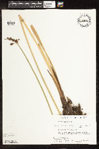 Schoenoplectus tabernaemontani image