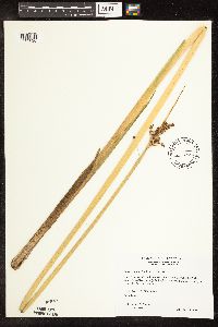Schoenoplectus tabernaemontani image