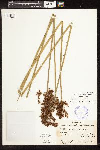 Schoenoplectus tabernaemontani image