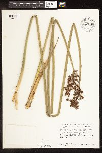 Schoenoplectus tabernaemontani image