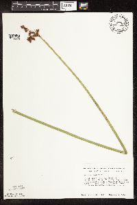 Schoenoplectus tabernaemontani image