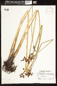 Schoenoplectus tabernaemontani image