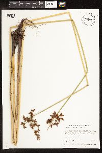 Schoenoplectus tabernaemontani image