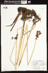 Schoenoplectus tabernaemontani image