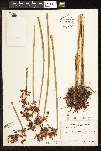 Schoenoplectus tabernaemontani image