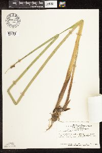 Schoenoplectus tabernaemontani image