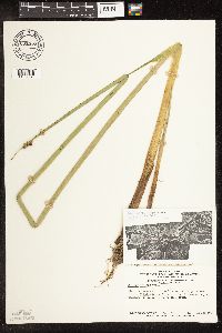 Schoenoplectus tabernaemontani image