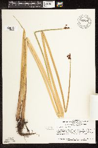 Schoenoplectus tabernaemontani image