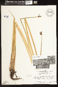 Schoenoplectus tabernaemontani image