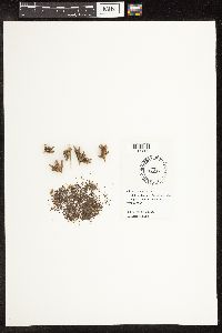Schoenoplectus acutus image