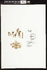 Schoenoplectus acutus image