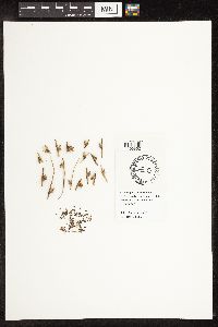 Schoenoplectus americanus image