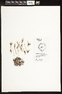 Schoenoplectus americanus image