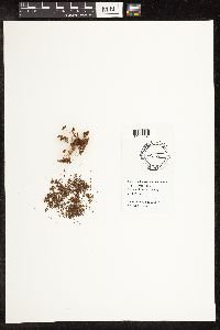 Schoenoplectus tabernaemontani image