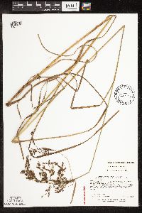 Scirpus atrocinctus image