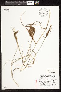 Scirpus atrocinctus image