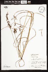 Scirpus atrocinctus image