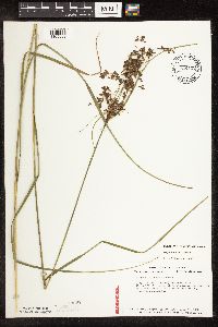 Scirpus atrocinctus image