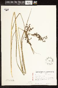 Scirpus atrocinctus image
