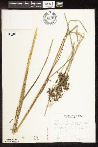 Scirpus atrocinctus image