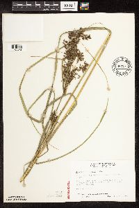 Scirpus atrocinctus image
