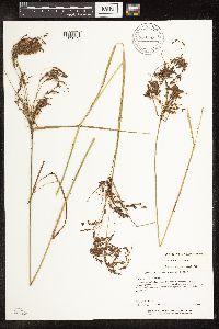Scirpus atrocinctus image