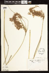 Scirpus atrocinctus image