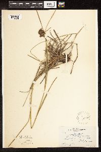 Scirpus atrocinctus image