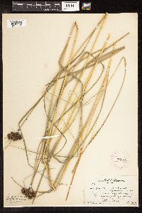 Scirpus atrocinctus image