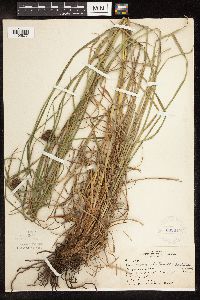 Scirpus atrocinctus image