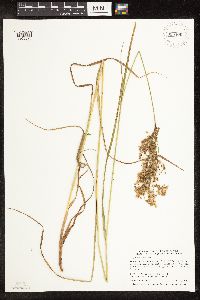Scirpus atrocinctus image