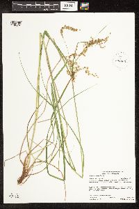 Scirpus atrocinctus image
