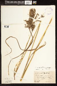 Scirpus atrocinctus image